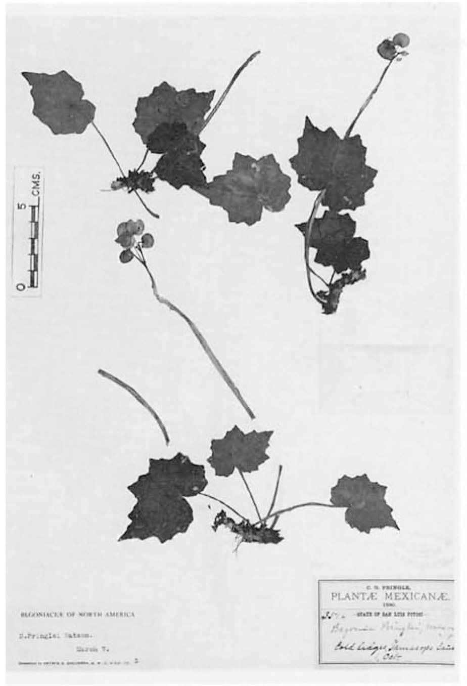 B. pringlei